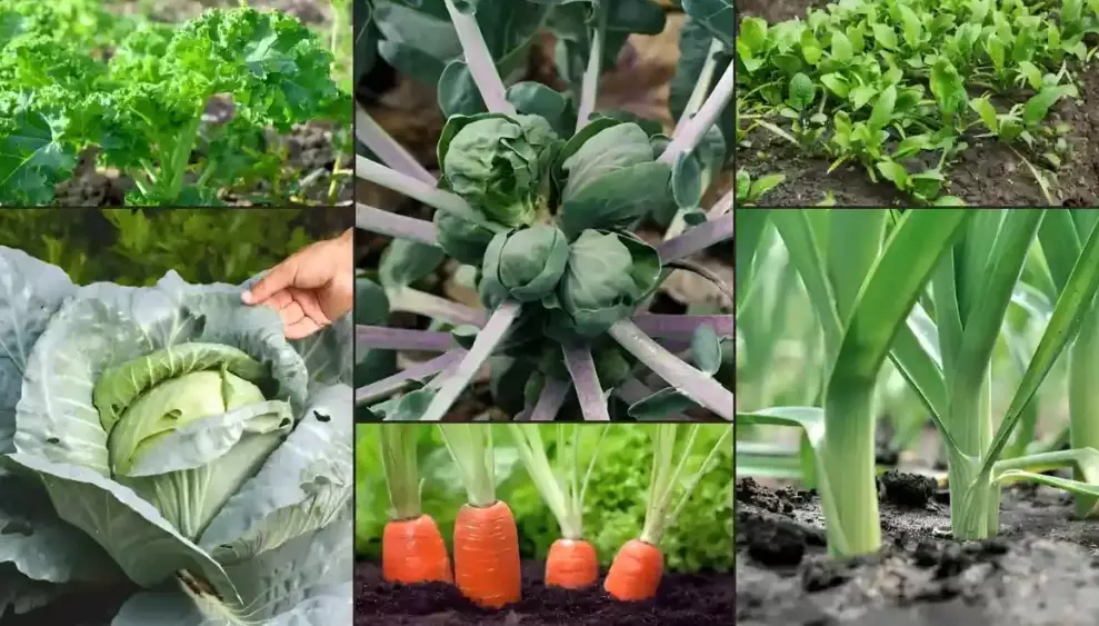 growing vegetables in winter