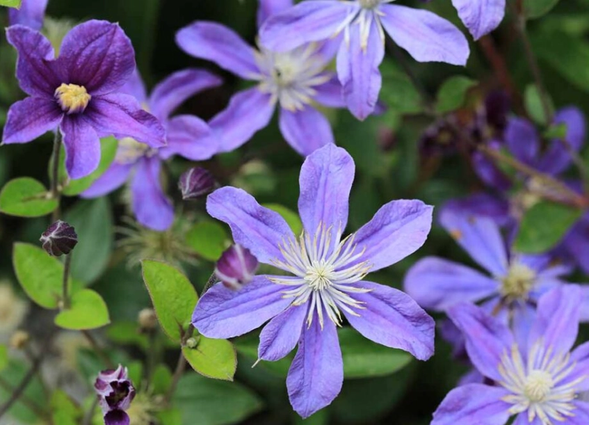 clematis