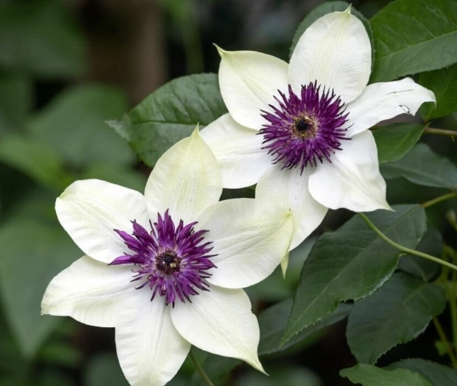 how to prune clematis