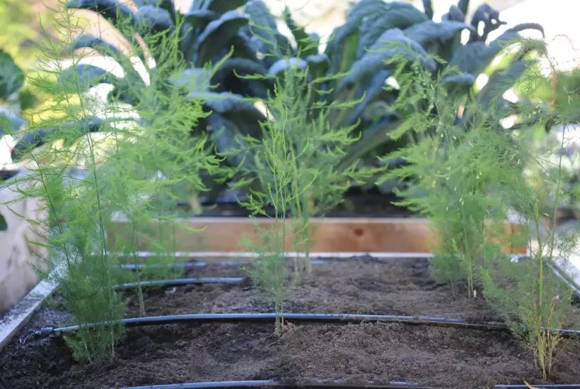 asparagus plant