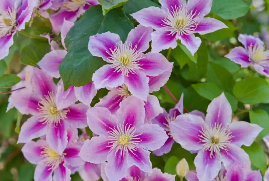 how to prune clematis