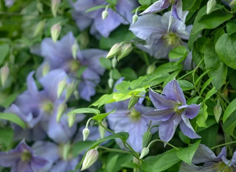 clematis care