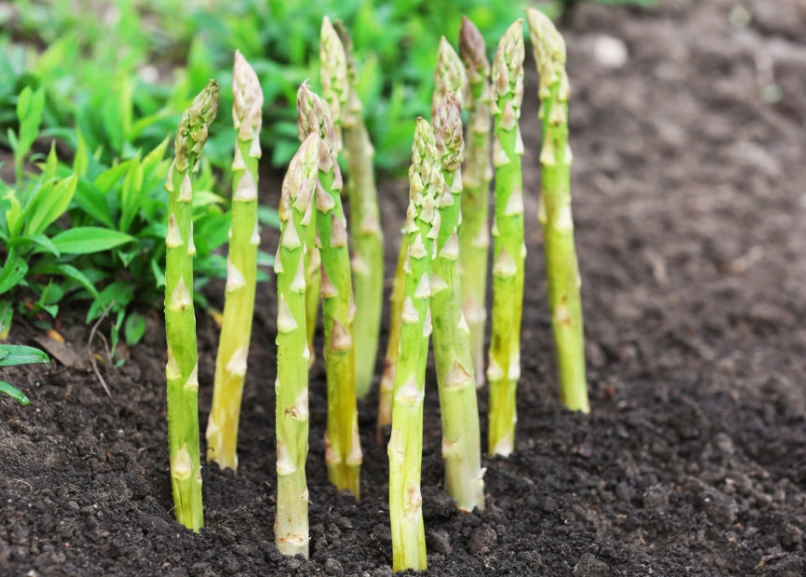 asparagus plant care