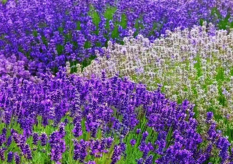 how to grow lavender how to grow lavender