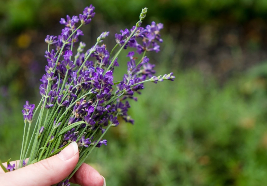 lavender care tips lavender care tips