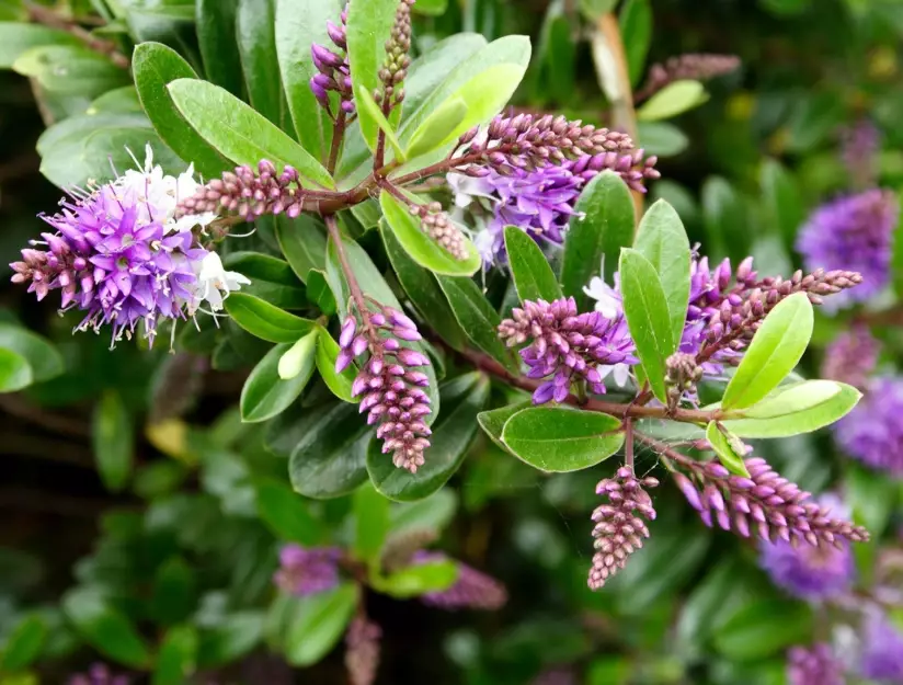 hebe plant care