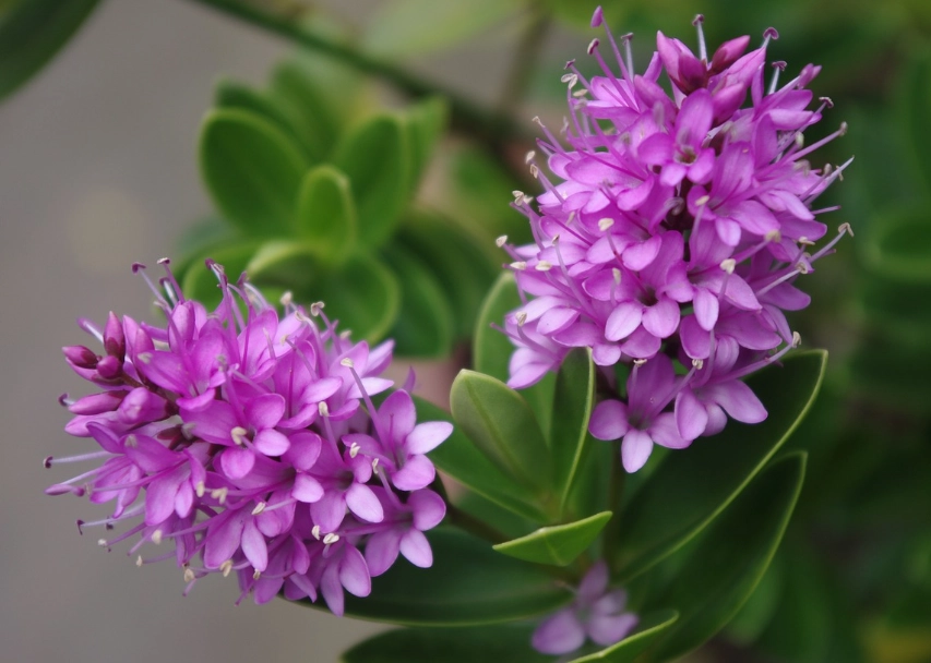hebe shrub