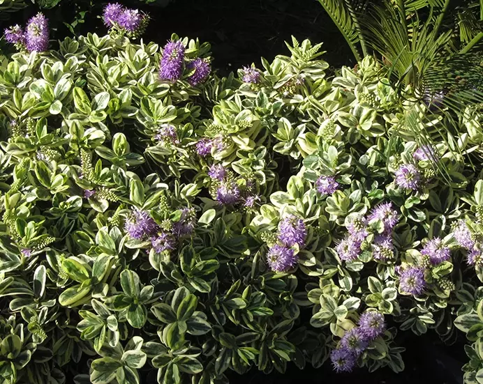 hebe shrub