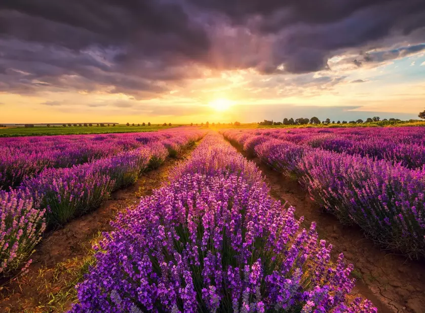 how to grow lavender how to grow lavender