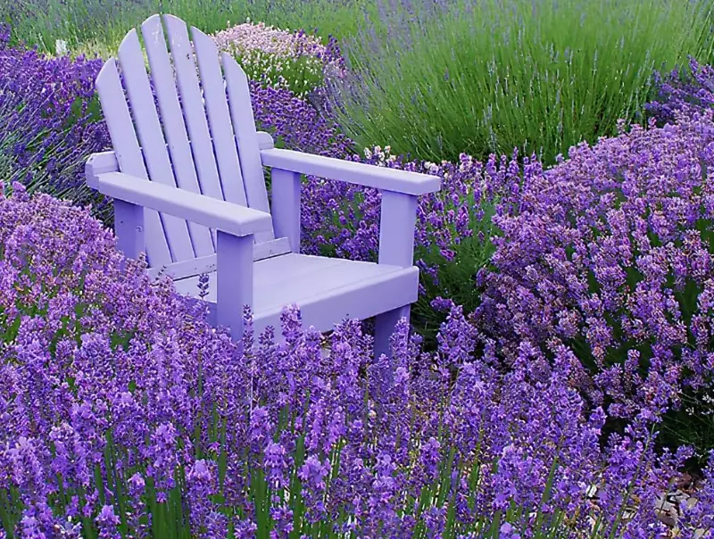 lavender uses lavender uses