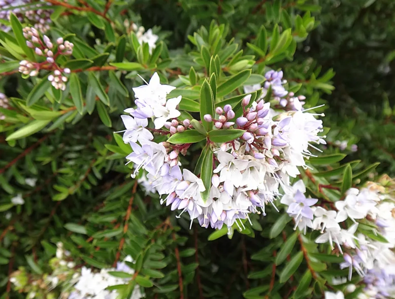hebe plant