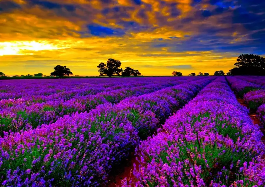 lavender care tips lavender care tips