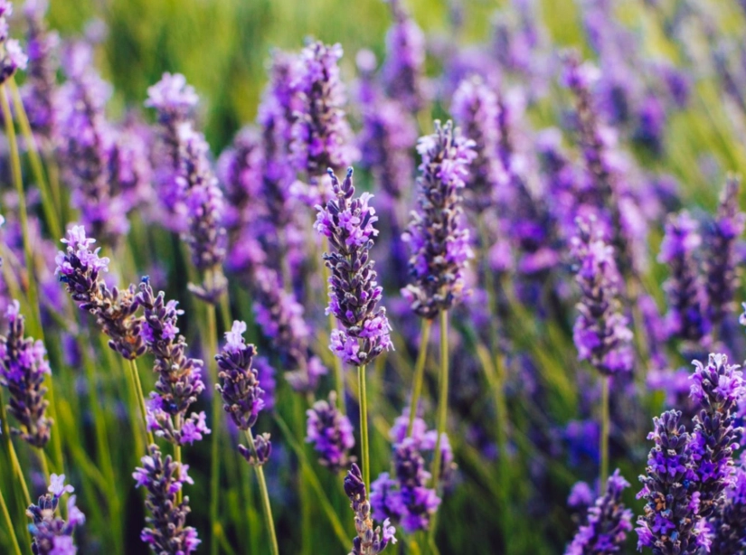 lavender uses lavender uses