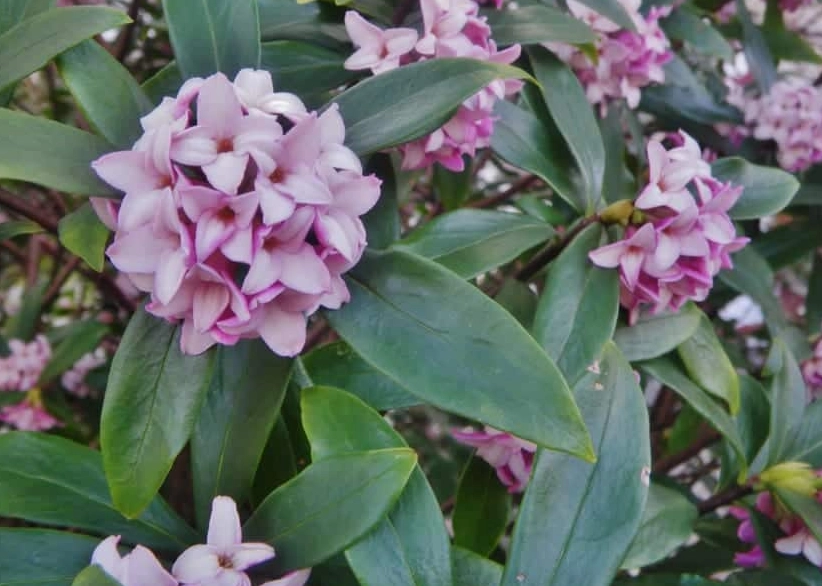 fragrant daphne varieties