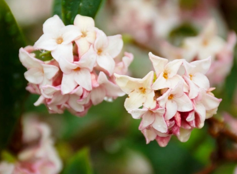 daphne plant care