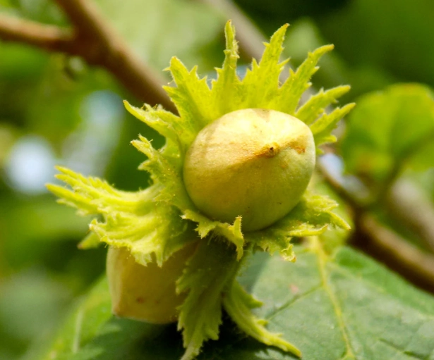 hazelnut tree varieties