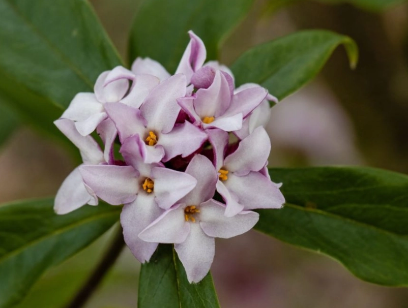 daphne plant