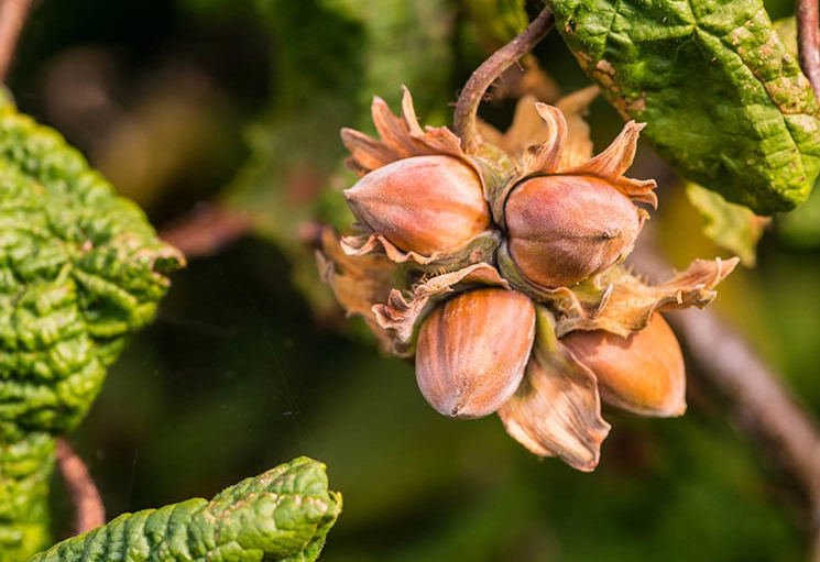 growing hazelnuts