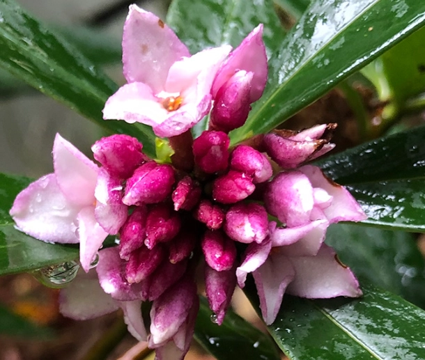 why is my daphne plant dying
