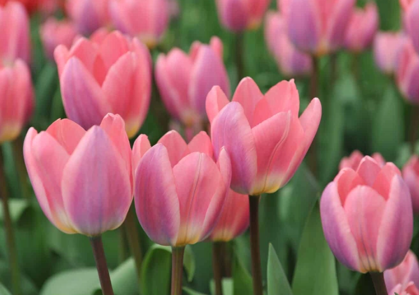 tulip care tulip care