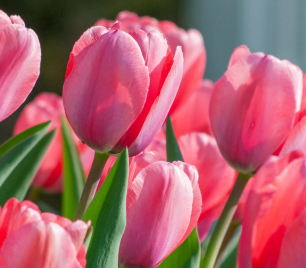 how to grow tulips how to grow tulips