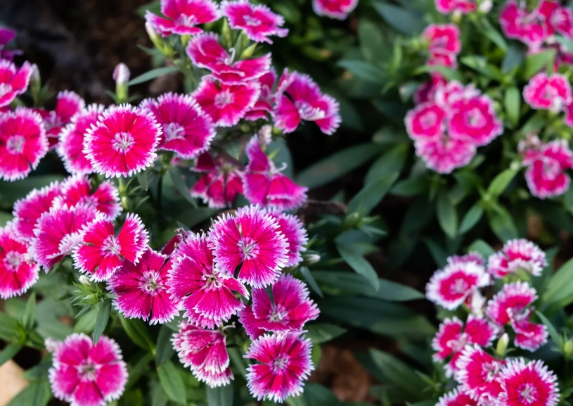 carnation care