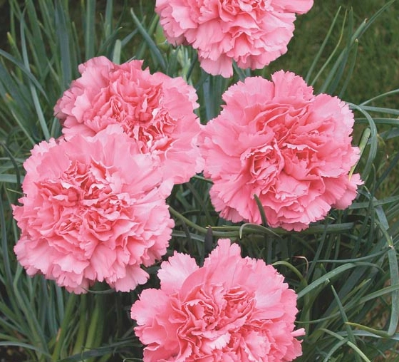 carnation flowers