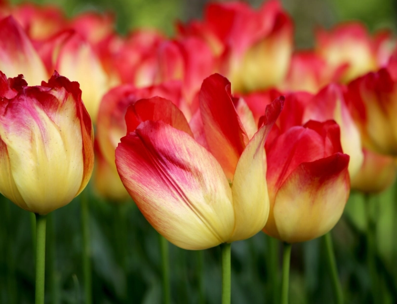 tulip care tulip care