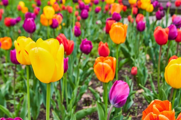 tulips