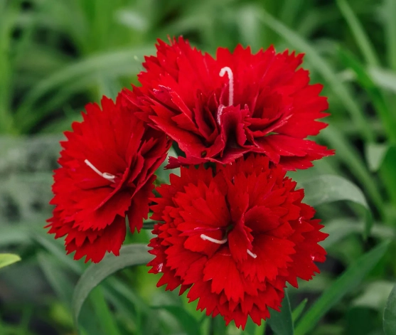 growing carnations