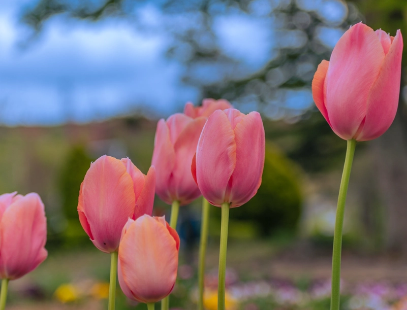 planting tulip bulbs planting tulip bulbs
