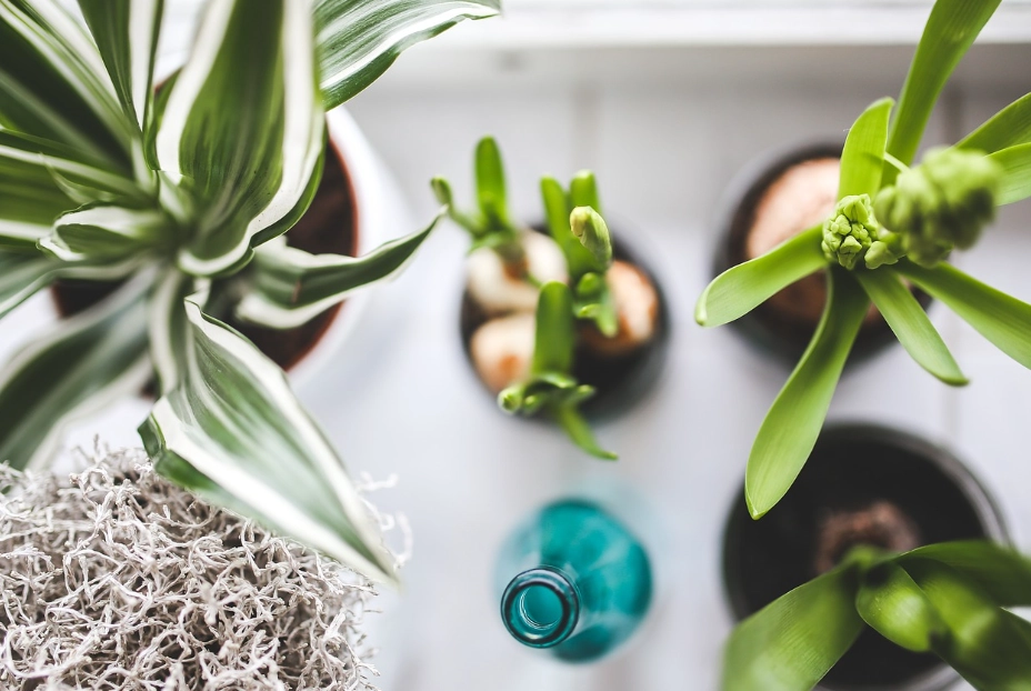 houseplant identification houseplant identification