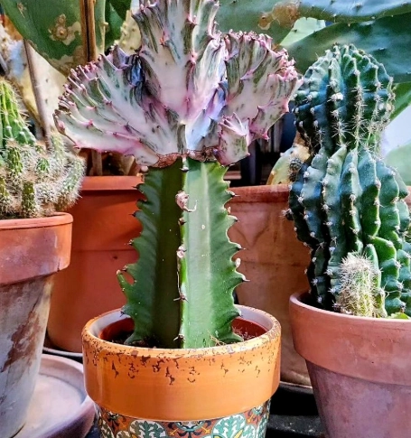 euphorbia succulent