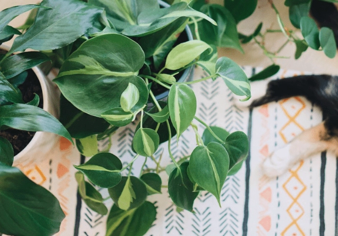 houseplant id