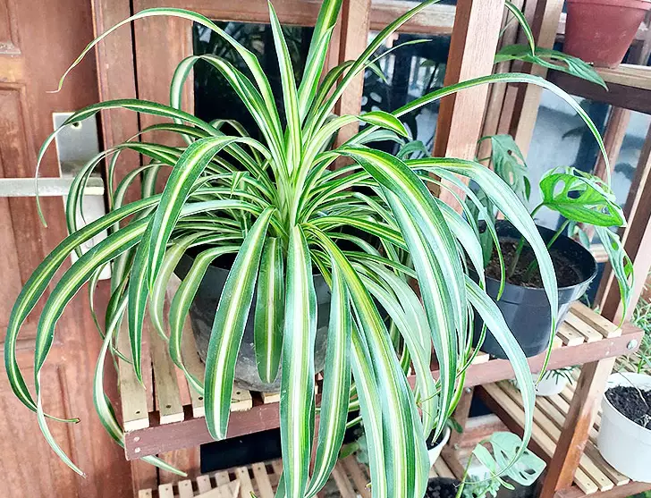 indoor plant id indoor plant id