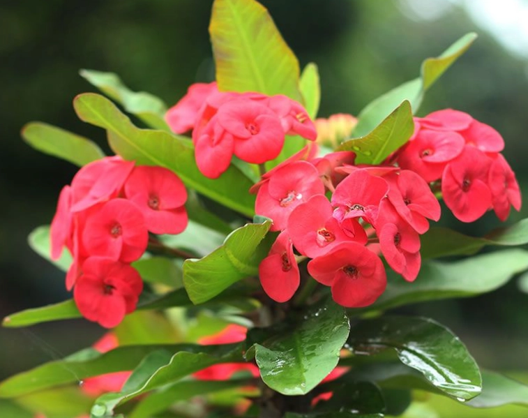 euphorbia plant care