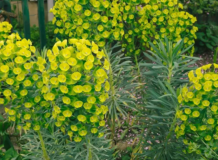 toxic euphorbia sap