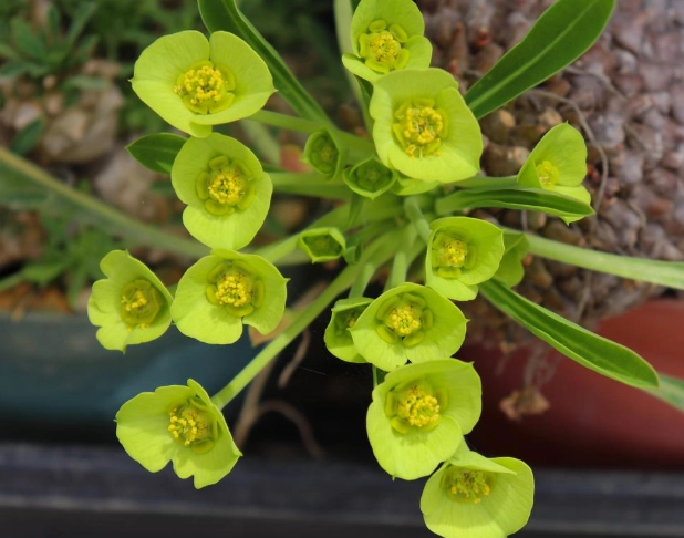 toxic euphorbia sap