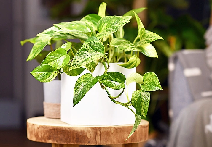 identify houseplant identify houseplant