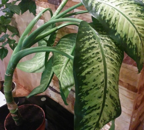 indoor plant id indoor plant id
