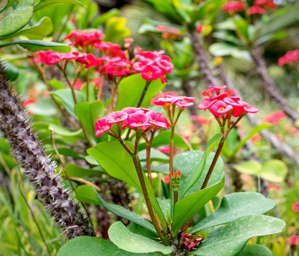 euphorbia succulent