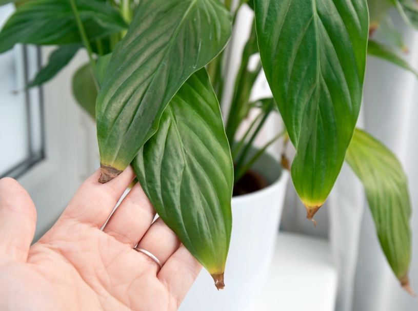 identify houseplant identify houseplant