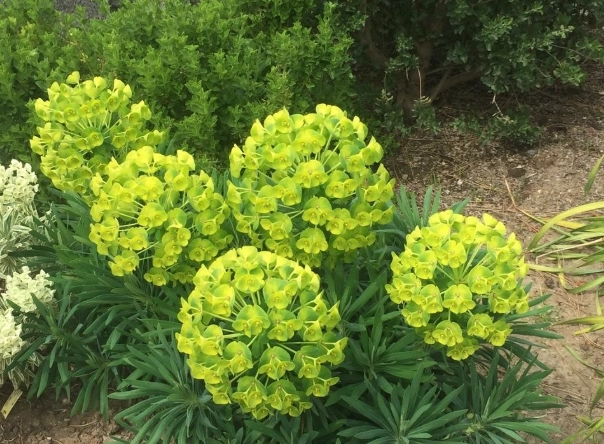 euphorbia euphorbia